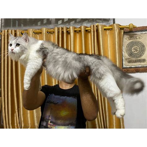 Harga Kucing Maincoon