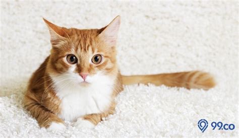 Harga Kucing Mix Dome - Tips Memilih dan Mengetahui Berapa Harganya