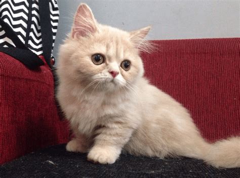 Harga Kucing Munchkin 2021: Berapa yang Harus Dibayar?
