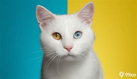 Harga Kucing Odd Eyes: Berapa Yang Harus Anda Siapkan?