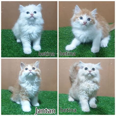 Harga Kucing Persia 2 Bulan