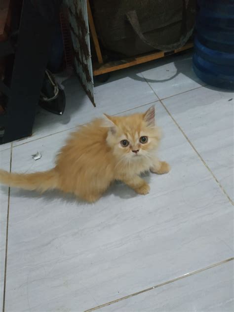 Harga Kucing Persia 3 Bulan