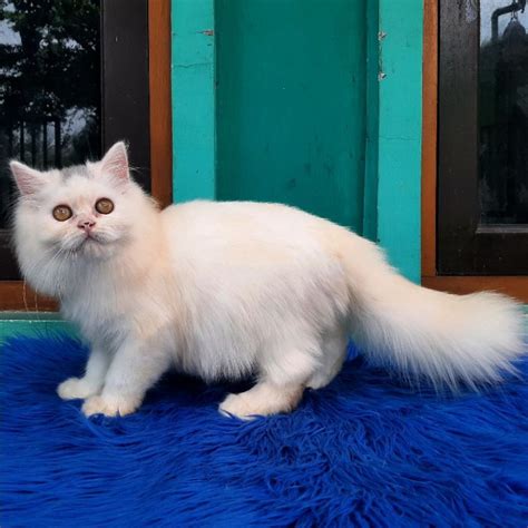 Harga Kucing Persia Flat Nose: Kucing Impian Anda