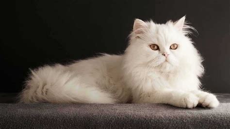 Harga Kucing Persia Himalaya: Tertarik?