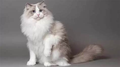 Harga Kucing Ragdoll