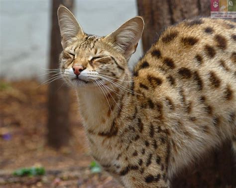Harga Kucing Savannah di Indonesia