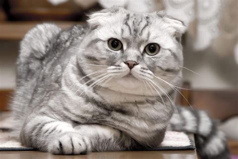 Harga Kucing Scottish Fold: Tahu Berapa?