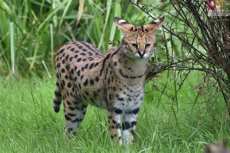 Harga Kucing Serval
