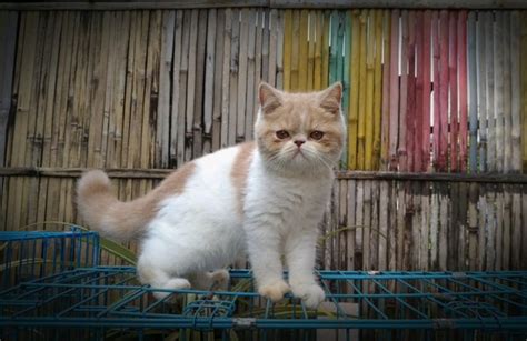 Harga Kucing Shorthair di Indonesia