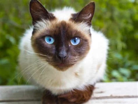 Harga Kucing Siam Mata Biru: Harga, Keunikan, dan Tips Memilih
