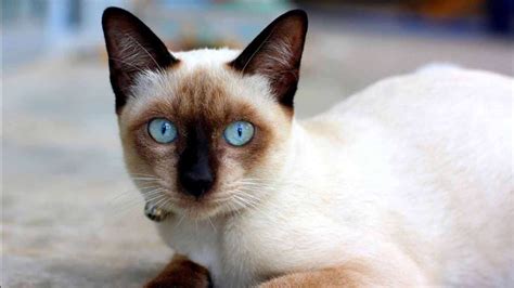 Harga Kucing Siamese di Indonesia