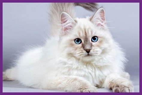 Harga Kucing Siberian - Berapa Anda Harus Membayar?
