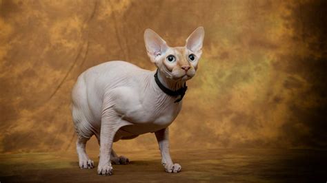 Harga Kucing Sphynx: Belanja Kucing Imut dan Lucu Dengan Harga Terjangkau