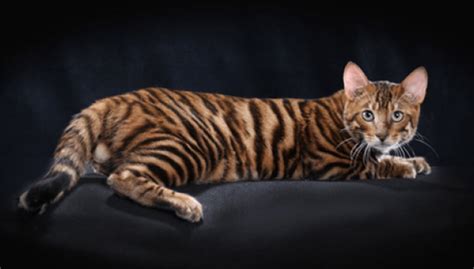 Harga Kucing Toyger di Indonesia