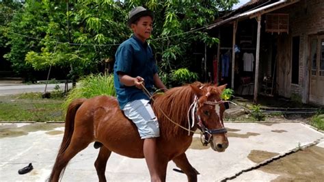Harga Kuda Poni di Indonesia