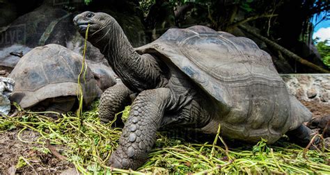 Harga Kura Kura Aldabra - Semua yang Perlu Anda Ketahui
