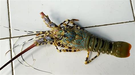 Harga Lobster Mutiara Terjangkau dan Berbagai Variasinya