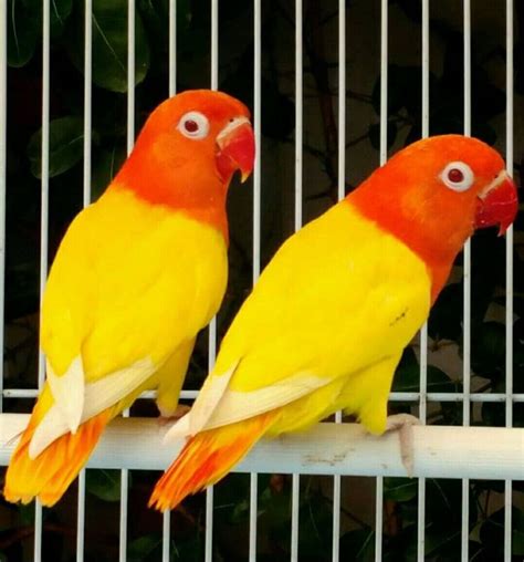 Harga Love Bird Merah dan Keunikan Kebesaran Burung ini