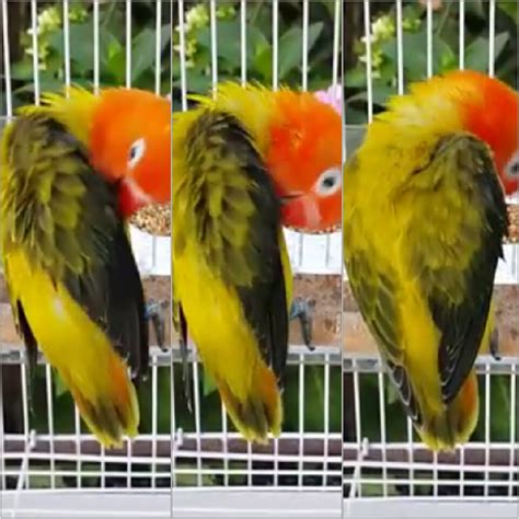 Harga Lovebird Fischer Terkini dan Kualitas Ternyata Menakjubkan!