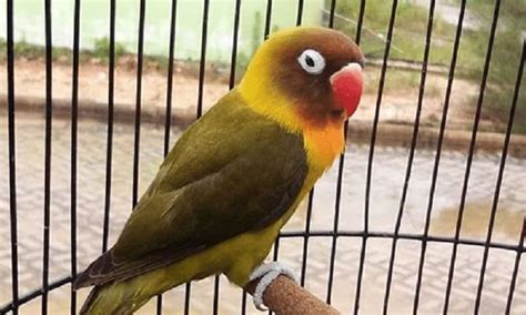 Harga Lovebird Olive - Berburu Harga Terbaik