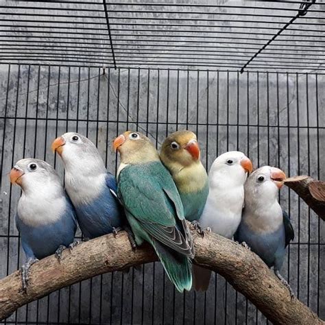 Harga Lovebird Termahal di Indonesia