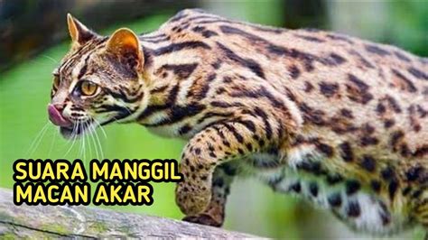 Harga Macan Akar - Terbaik dan Termurah di Indonesia