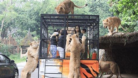 Harga Masuk Taman Safari 2021: Akses Ke Kebun Binatang Terbaik di Indonesia!