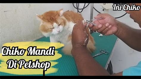 Harga Memandikan Kucing di Petshop