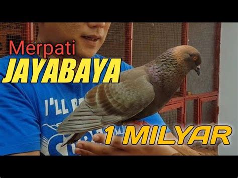 Harga Merpati Jayabaya