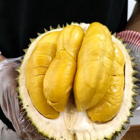 Harga Musang King: Mengapa Musang King Mengalahkan Semua Jenis Durian