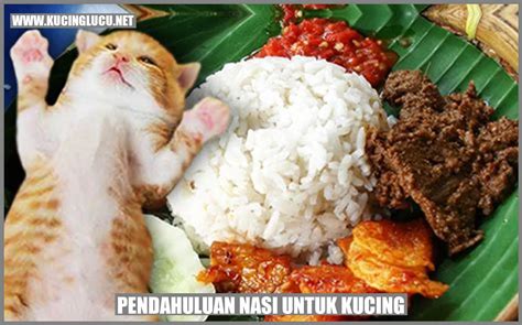 Harga Nasi Kucing: Memahami Makanan Favorit Kucing Anda