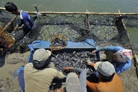 Harga Pasaran Ikan Lele dalam Pasar Indonesia