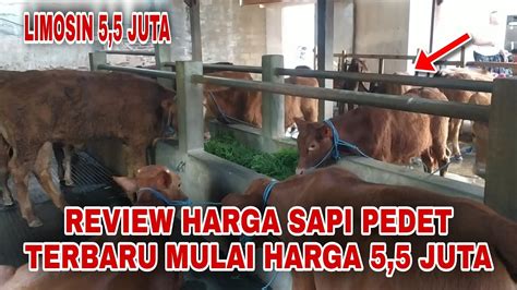 Harga Pedet Sapi Limosin