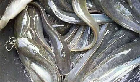 Harga Perkilo Ikan Lele di Indonesia