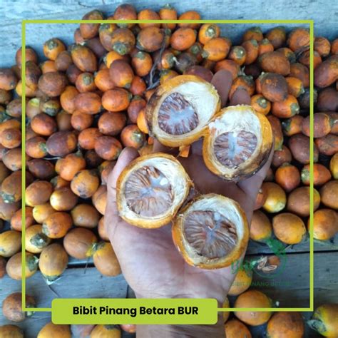 Harga Pinang Betara yang Wajib Diketahui