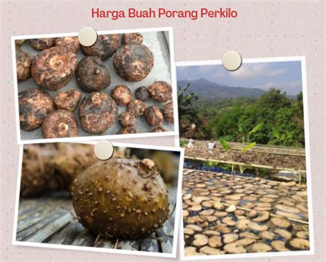 Harga Porang Perkilo – Semua yang Perlu Anda Ketahui!