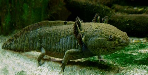 Harga Salamander - Jelajahi Harga Salamander yang Terjangkau