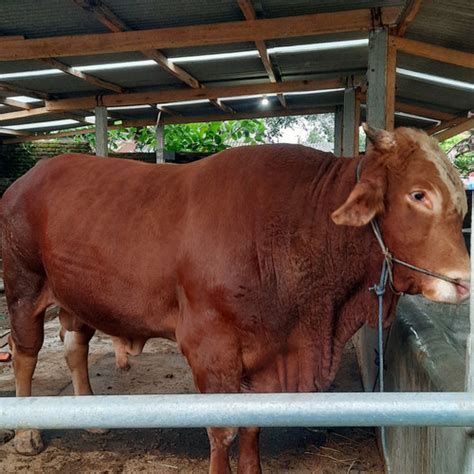 Harga Sapi 1 Ton di Indonesia