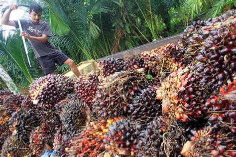 Harga Sawit di Riau: Ada Apa yang Mempengaruhi?