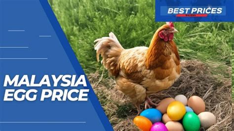 Harga Sel Telur - Semua yang Anda Perlu Tahu