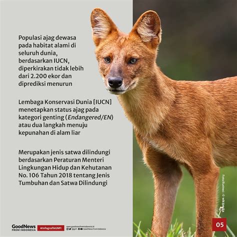 Harga Serigala Asli di Indonesia