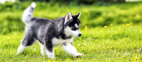 Harga Siberian Husky Baby di Indonesia