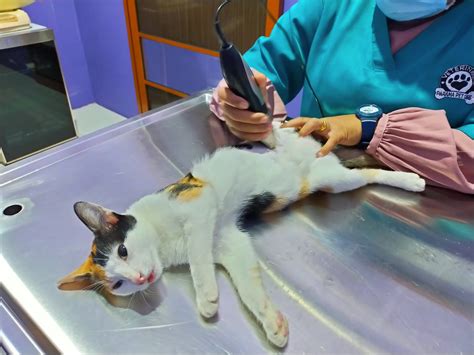 Harga Steril Kucing di Bandung