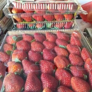 Harga Strawberry 1 Kg 2021
