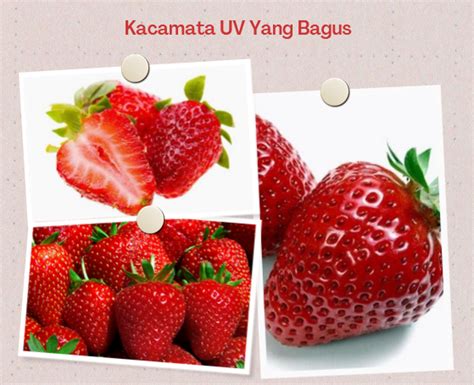 Harga Strawberry 1 Kg di Indonesia