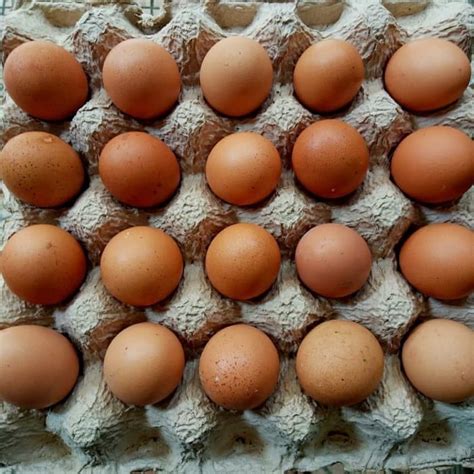 Harga Telur 1 Kg di Pasaran