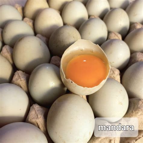Harga Telur Bebek Mentah 2022