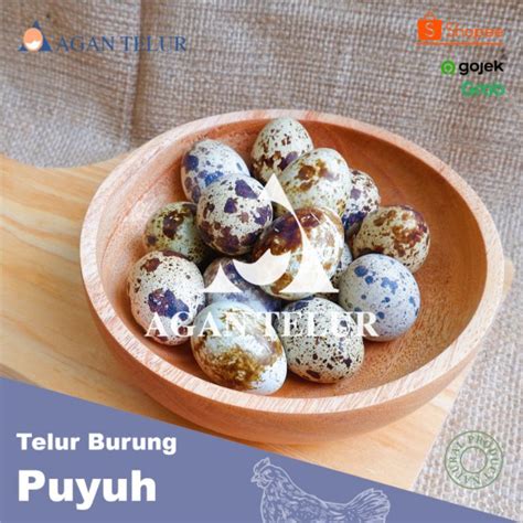 Harga Telur Puyuh Per Kg, Apakah Murah?