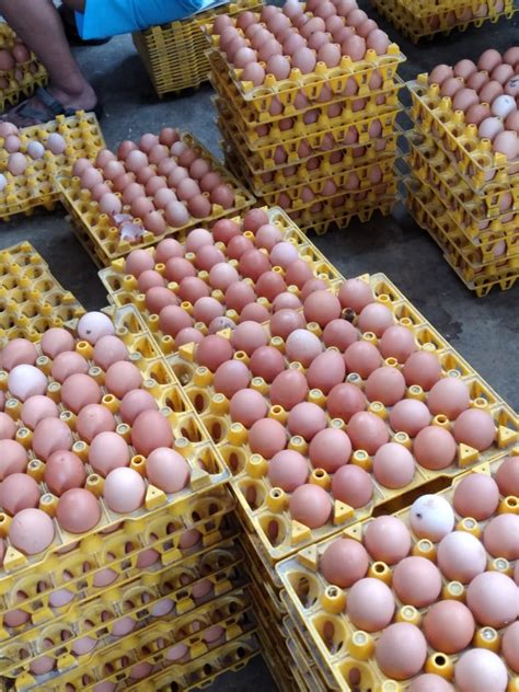 Harga Telur dari Peternak yang Berbeda-beda