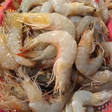 Harga Udang 1 Kilo di Indonesia